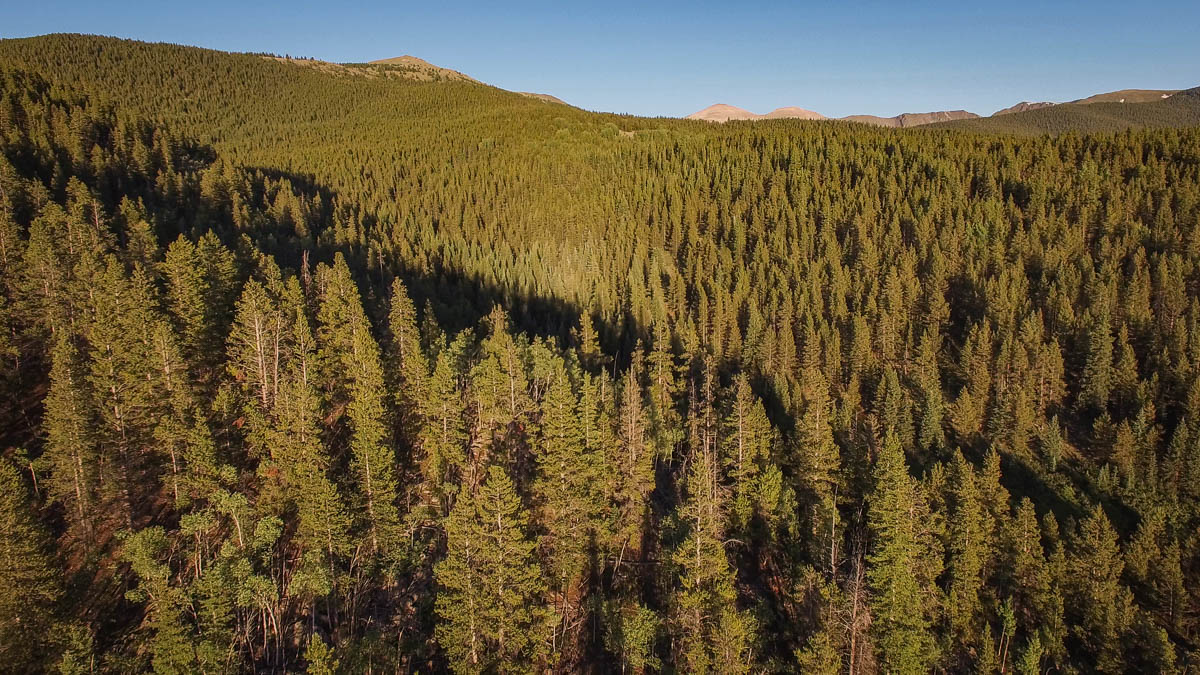 drone footage of forest in Colorado photo 1