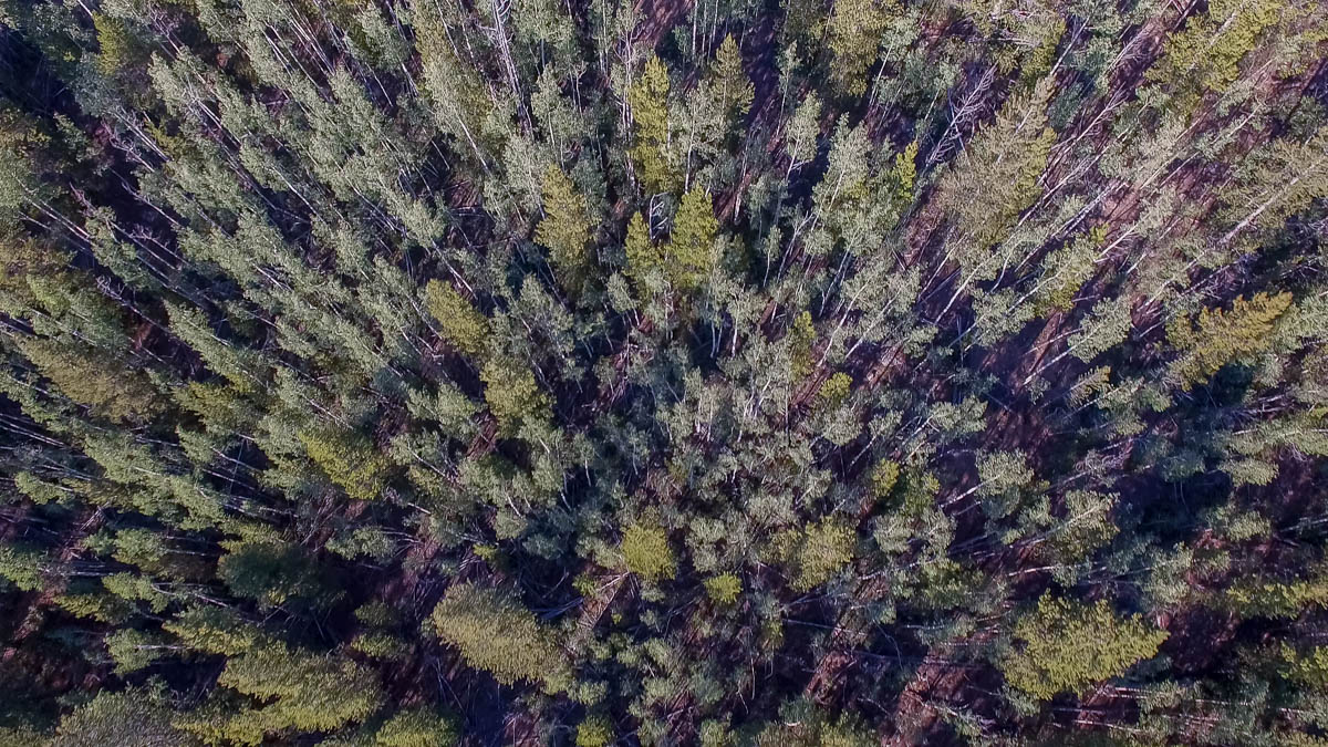 drone footage of forest in Colorado photo 2